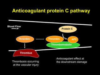 Anticoagulant protein C pathway
Blood Flow
Thrombomodulin
Protein C
APC
Anticoagulant effect at
the downstream damage
ThrombinThrombin
Thrombus
Thrombosis occurring
at the vascular injury
 