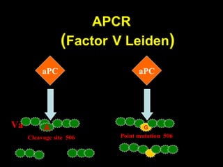 APCR
aPC
A G
Cleavage site 506
Va
aPC
Point mutation 506
(Factor V Leiden)
 
