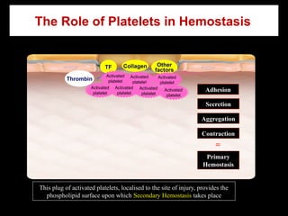 The Role of Platelets in Hemostasis
Collagen Other
factors
TF
Thrombin
Activated
platelet
Activated
platelet
Activated
platelet
Adhesion
Aggregation
Contraction
Secretion
Primary
Hemostasis
=
Activated
platelet
Activated
platelet
Activated
platelet
Activated
platelet
This plug of activated platelets, localised to the site of injury, provides the
phospholipid surface upon which Secondary Hemostasis takes place
 