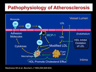 LDL
LDL
Mackness MI et al. Biochem J 1993;294:829-834.
Endothelium
Vessel Lumen
Monocyte
Modified LDL
Macrophage
MCP-1
Adhesion
Molecules
Cytokines
Pathophysiology of Atherosclerosis
Foam
Cell
HDL Promote Cholesterol Efflux
Intima
HDL Inhibit
Oxidation
of LDL
 