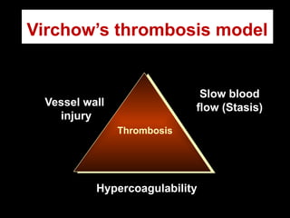 Virchow’s thrombosis model
Thrombosis
Vessel wall
injury
Slow blood
flow (Stasis)
Hypercoagulability
 