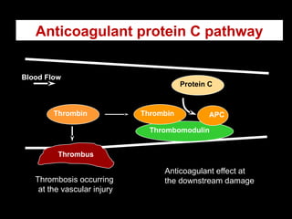 Anticoagulant protein C pathway
Blood Flow
Thrombomodulin
Protein C
APC
Anticoagulant effect at
the downstream damage
Thrombin
Thrombin
Thrombus
Thrombosis occurring
at the vascular injury
 