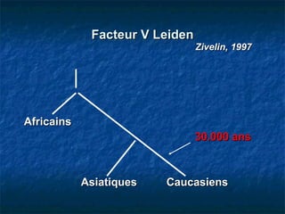 Facteur V Leiden   Zivelin, 1997 Africains 30.000 ans Asiatiques Caucasiens 