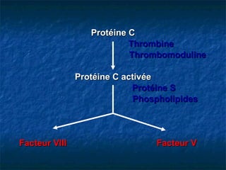 Protéine C   Thrombine   Thrombomoduline Protéine C activée Protéine S   Phospholipides Facteur VIII   Facteur V 
