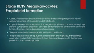Proplatelet Process Megakaryopoiesis and Thrombopoiesis | PPTX