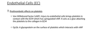  Prothrombotic effects on platelets
o Von Willebrand factor (vWF): Injury to endothelial cells brings platelets in
contact with the ECM which has upregulated vWF. It acts as a glue attaching
the platelets to the collagen in ECM
o Gp1b: A glycoprotein on the surface of platelets which interacts with vWF
Endothelial Cells (EC)
 