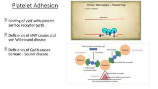  Binding of vWF with platelet
surface receptor Gp1b
 Deficiency of vWF causes and
von Willebrand disease
 Deficiency of Gp1b causes
Bernard - Soulier disease
Platelet Adhesion
 