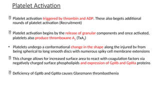  Platelet activation triggered by thrombin and ADP. These also begets additional
rounds of platelet activation (Recruitment)
 Platelet activation begins by the release of granular components and once activated,
platelets also produce thromboxane A2 (TxA2)
• Platelets undergo a conformational change in the shape along the injured bv from
being spherical to long smooth discs with numerous spiky cell membrane extensions
 This change allows for increased surface area to react with coagulation factors via
negatively charged surface phospholipids and expression of GpIIb and GpIIIa proteins
 Deficiency of GpIIb and GpIIIa causes Glanzmann thrombasthenia
Platelet Activation
 