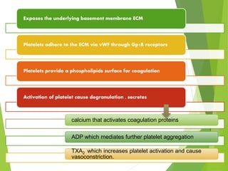 Exposes the underlying basement membrane ECM
Platelets adhere to the ECM via vWF through Gp1B receptors
Platelets provide a phospholipids surface for coagulation
Activation of platelet cause degranulation , secretes
calcium that activates coagulation proteins
ADP which mediates further platelet aggregation
TXA2 which increases platelet activation and cause
vasoconstriction.
 
