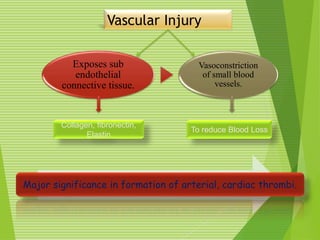 Vascular Injury
Major significance in formation of arterial, cardiac thrombi.
Exposes sub
endothelial
connective tissue.
Vasoconstriction
of small blood
vessels.
Collagen, fibronectin,
Elastin
To reduce Blood Loss
 
