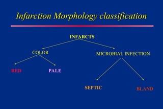 Infarction Morphology classification
Infarction Morphology classification
RED
INFARCTS
COLOR MICROBIAL INFECTION
PALE
SEPTIC BLAND
 