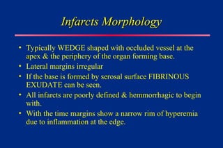 Infarcts Morphology
Infarcts Morphology
• Typically WEDGE shaped with occluded vessel at the
apex & the periphery of the organ forming base.
• Lateral margins irregular
• If the base is formed by serosal surface FIBRINOUS
EXUDATE can be seen.
• All infarcts are poorly defined & hemmorrhagic to begin
with.
• With the time margins show a narrow rim of hyperemia
due to inflammation at the edge.
 
