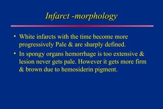 Infarct -morphology
Infarct -morphology
• White infarcts with the time become more
progressively Pale & are sharply defined.
• In spongy organs hemorrhage is too extensive &
lesion never gets pale. However it gets more firm
& brown due to hemosiderin pigment.
 