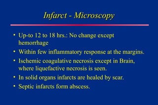 Infarct - Microscopy
Infarct - Microscopy
• Up-to 12 to 18 hrs.: No change except
hemorrhage
• Within few inflammatory response at the margins.
• Ischemic coagulative necrosis except in Brain,
where liquefactive necrosis is seen.
• In solid organs infarcts are healed by scar.
• Septic infarcts form abscess.
 