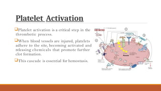 Platelet Activation
Platelet activation is a critical step in the
thrombotic process.
When blood vessels are injured, platelets
adhere to the site, becoming activated and
releasing chemicals that promote further
clot formation.
This cascade is essential for hemostasis.
 