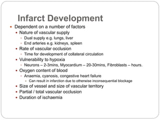 Infarct Development
 Dependent on a number of factors
 Nature of vascular supply
 Dual supply e.g. lungs, liver
 End arteries e.g. kidneys, spleen
 Rate of vascular occlusion
 Time for development of collateral circulation
 Vulnerability to hypoxia
 Neurons – 2-3mins, Myocardium – 20-30mins, Fibroblasts – hours.
 Oxygen content of blood
 Anaemia, cyanosis, congestive heart failure
 Can result in infarction due to otherwise inconsequential blockage
 Size of vessel and size of vascular territory
 Partial / total vascular occlusion
 Duration of ischaemia
 
