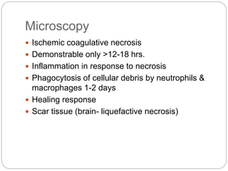 Microscopy
 Ischemic coagulative necrosis
 Demonstrable only >12-18 hrs.
 Inflammation in response to necrosis
 Phagocytosis of cellular debris by neutrophils &
macrophages 1-2 days
 Healing response
 Scar tissue (brain- liquefactive necrosis)
 