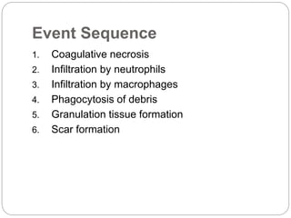 Event Sequence
1. Coagulative necrosis
2. Infiltration by neutrophils
3. Infiltration by macrophages
4. Phagocytosis of debris
5. Granulation tissue formation
6. Scar formation
 