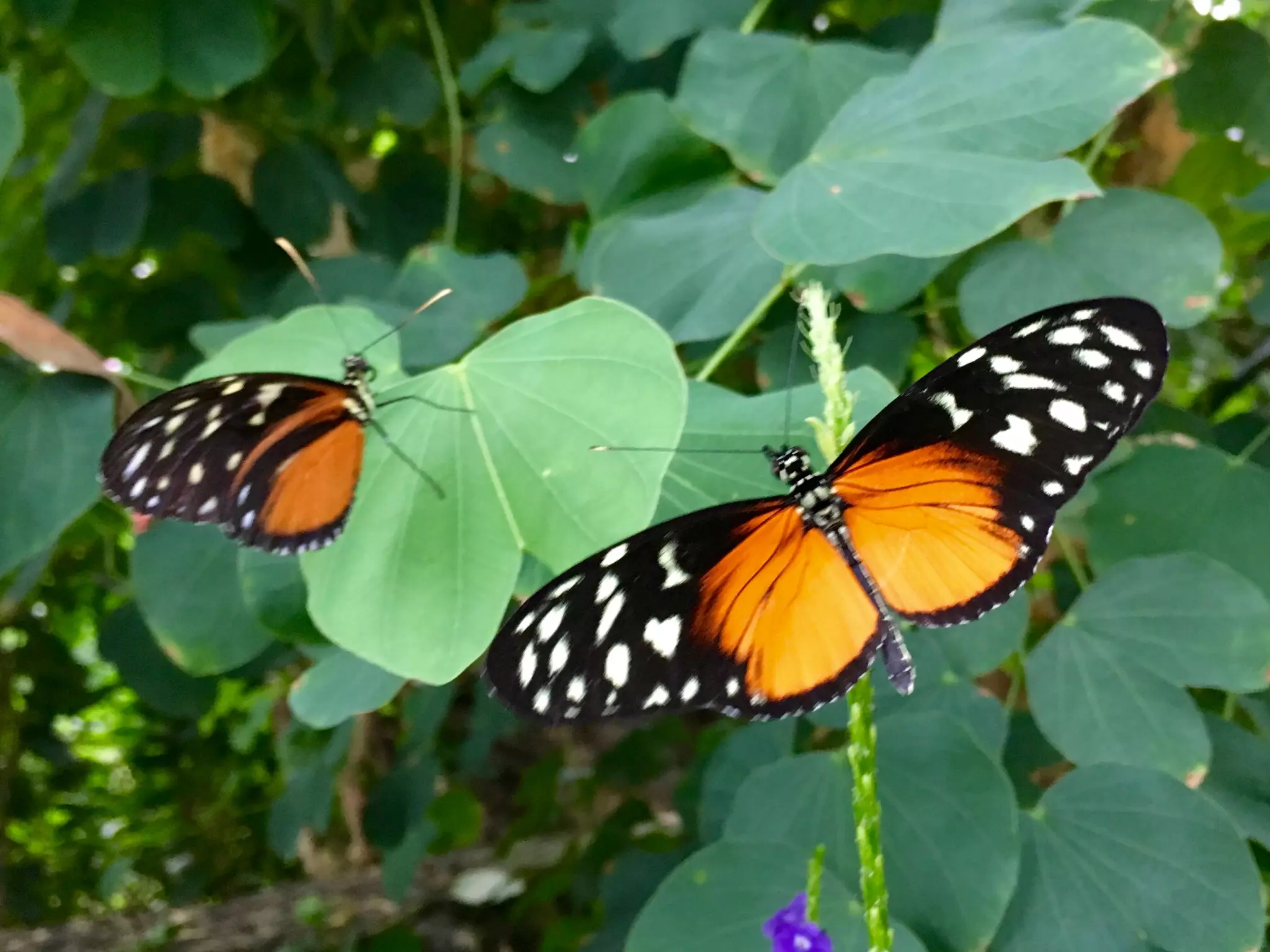 Though The Lens of an iPhone: Butterflies