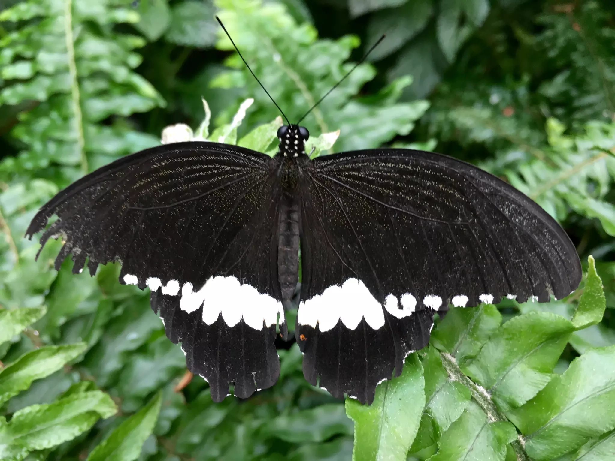 Though The Lens of an iPhone: Butterflies