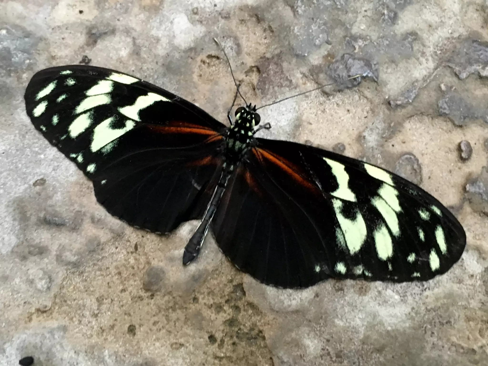 Though The Lens of an iPhone: Butterflies