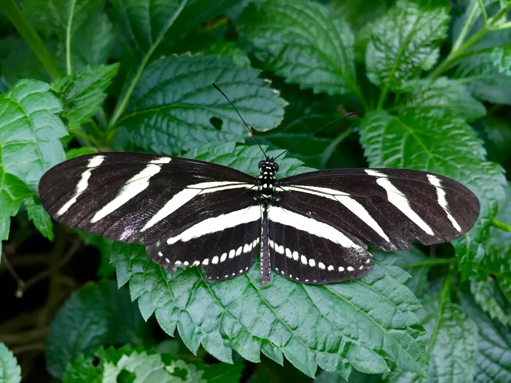 Though The Lens of an iPhone: Butterflies