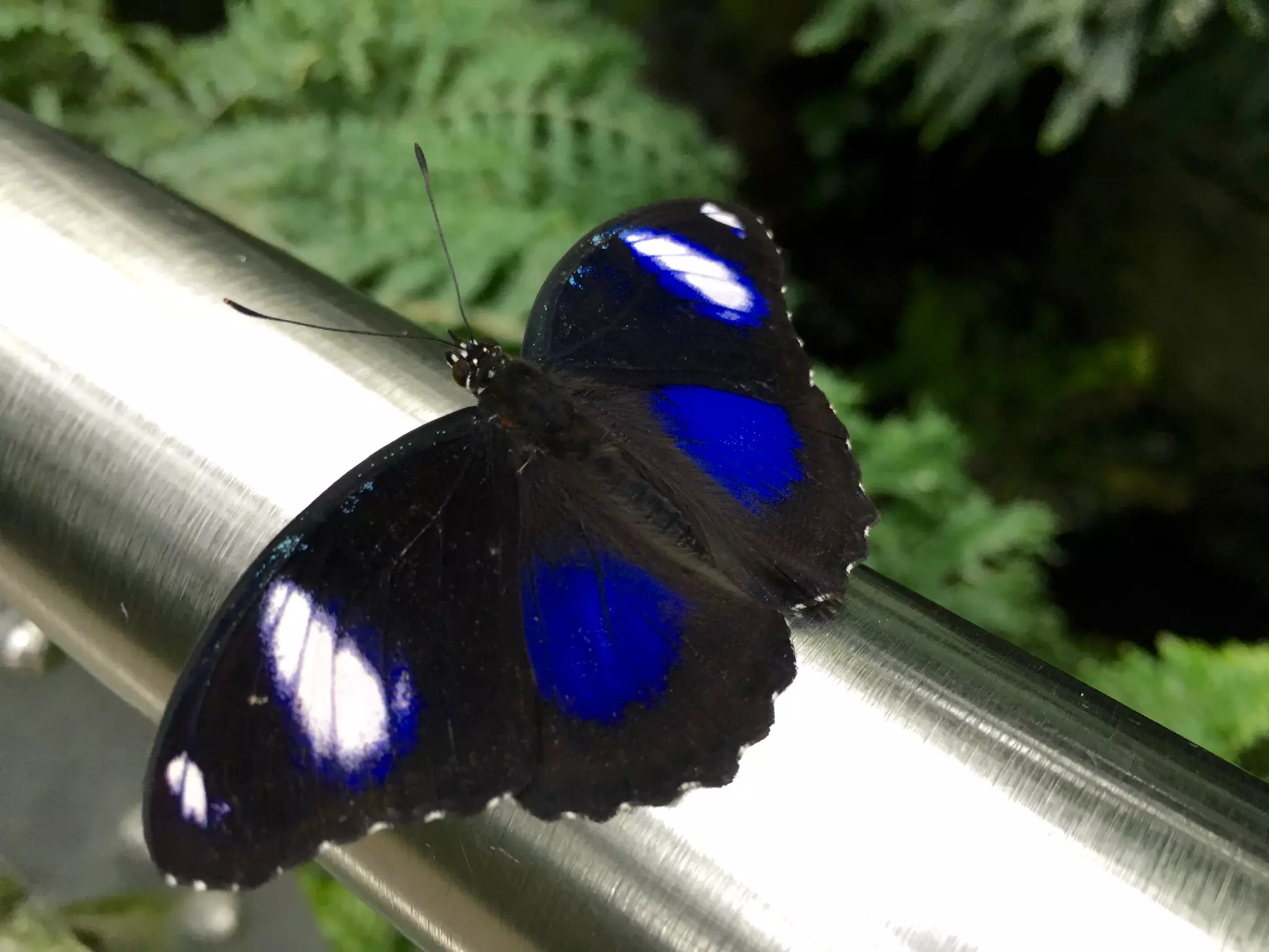 Though The Lens of an iPhone: Butterflies