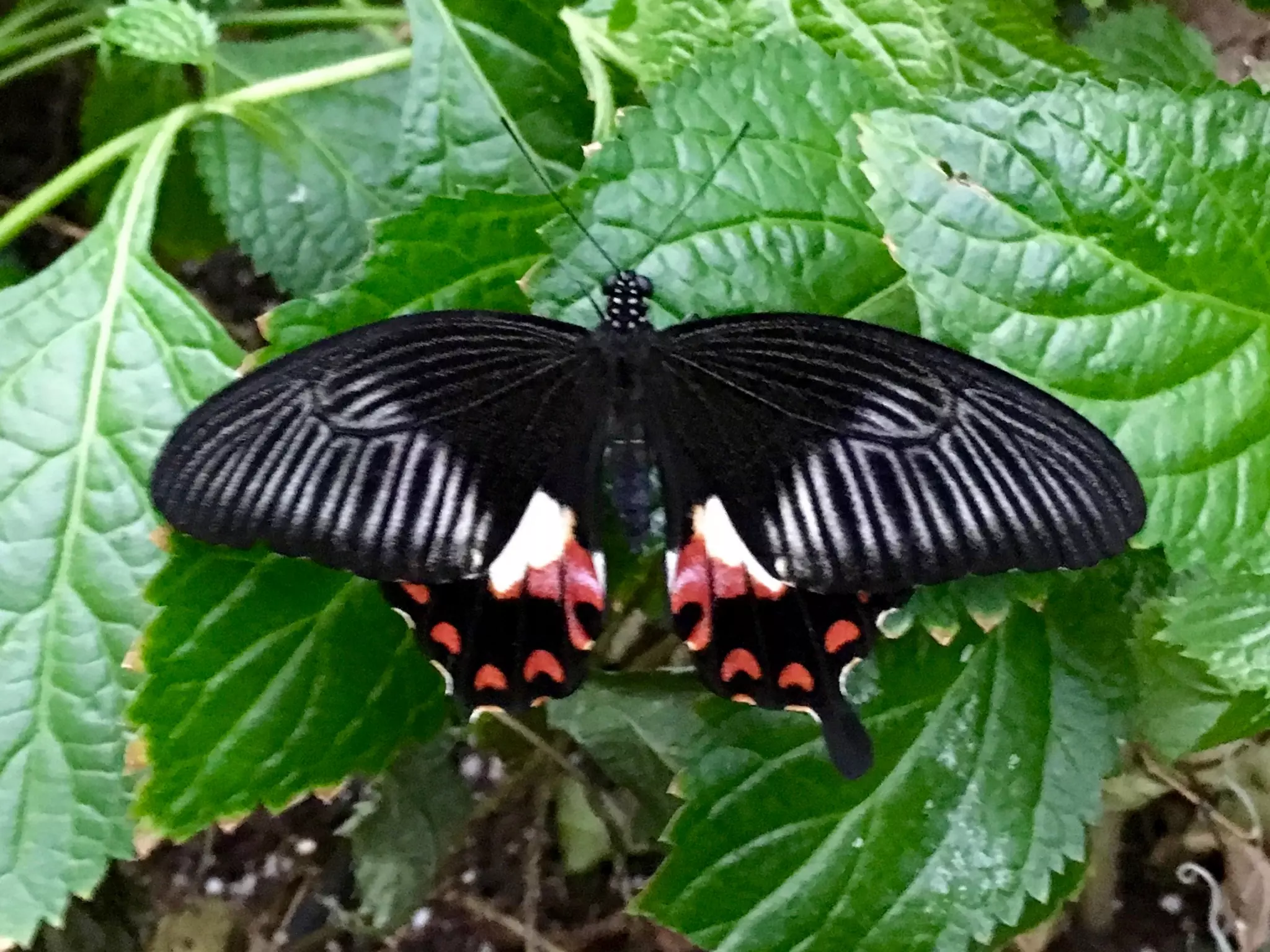 Though The Lens of an iPhone: Butterflies