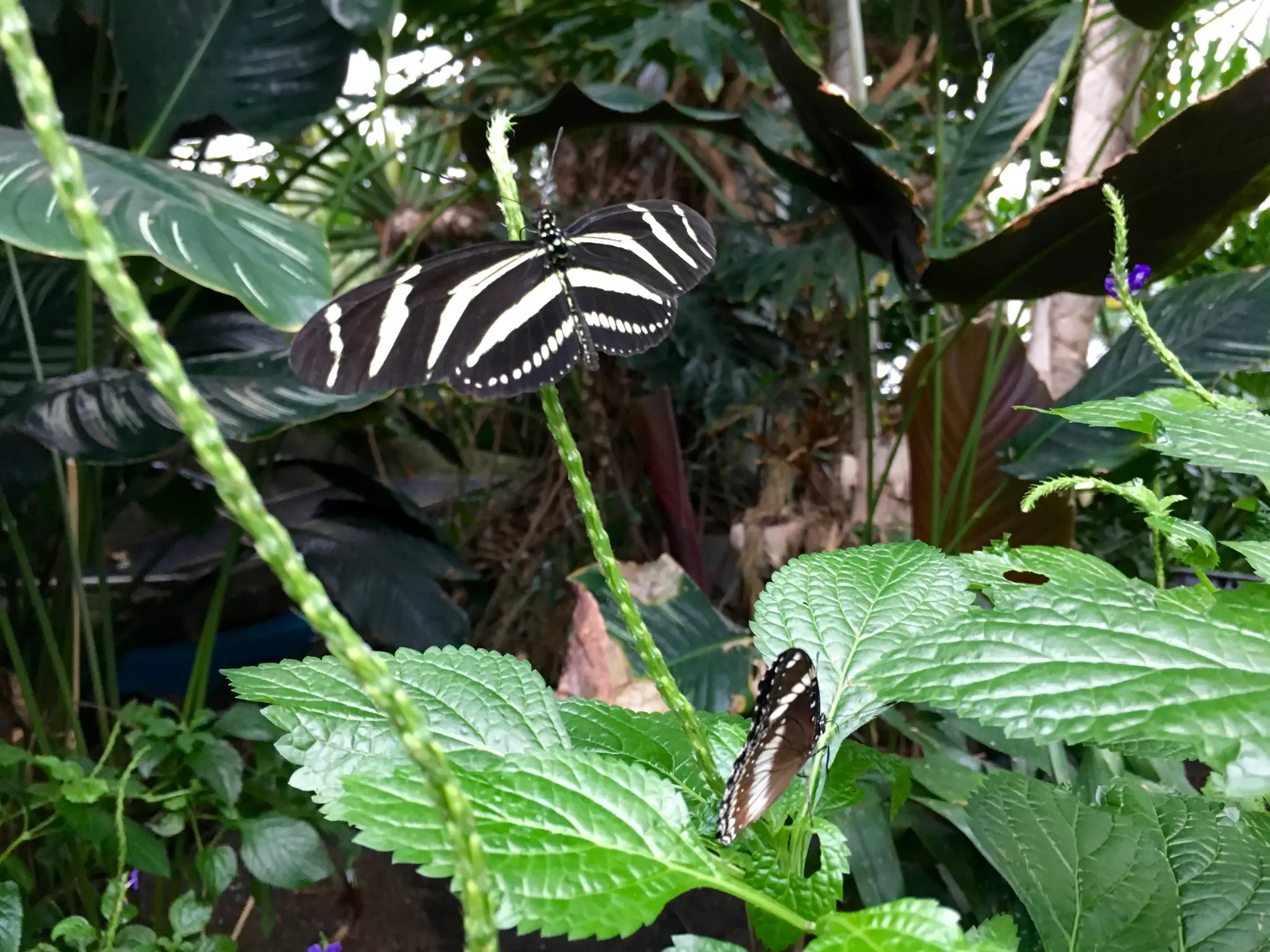 Though The Lens of an iPhone: Butterflies