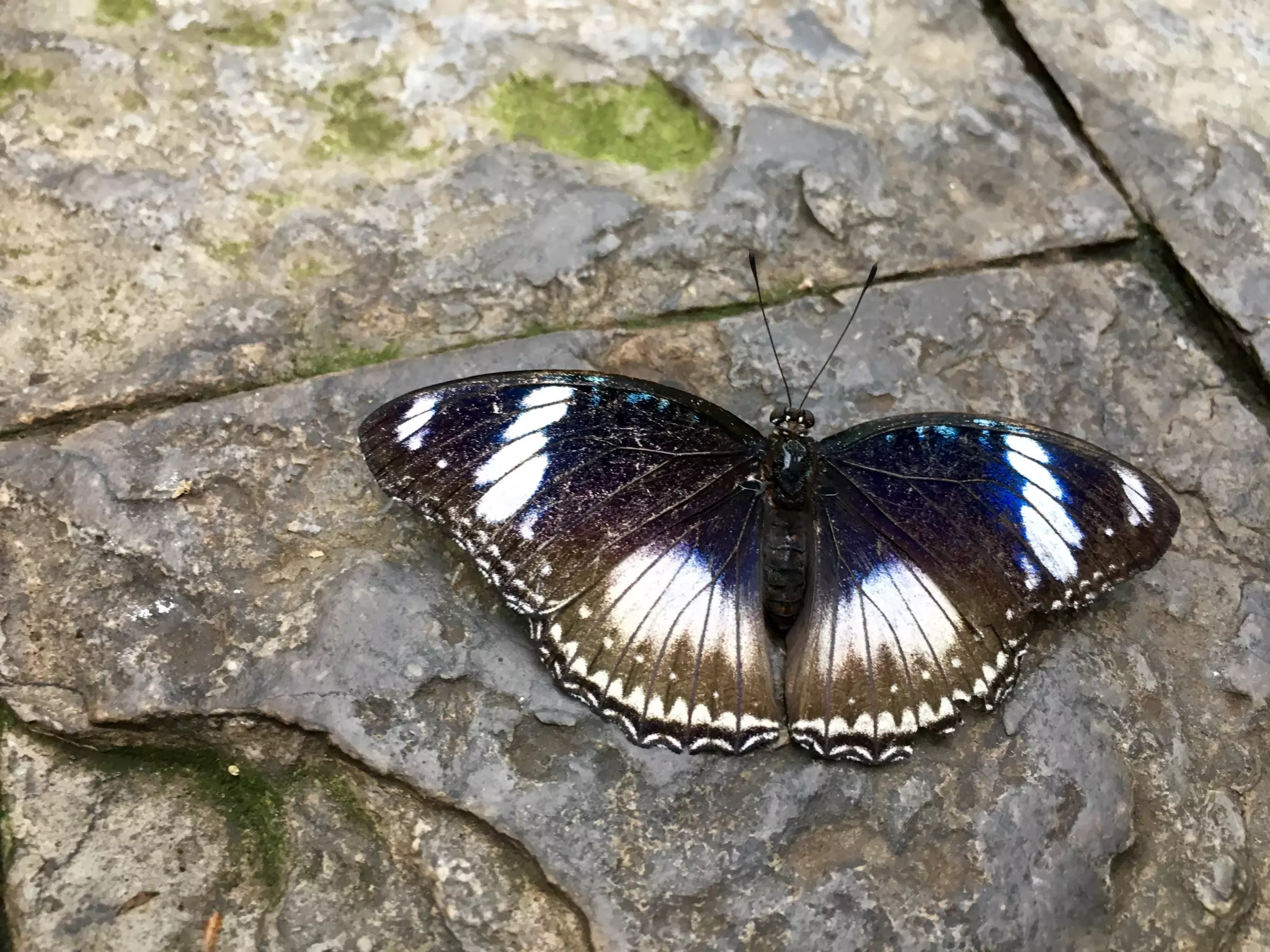 Though The Lens of an iPhone: Butterflies