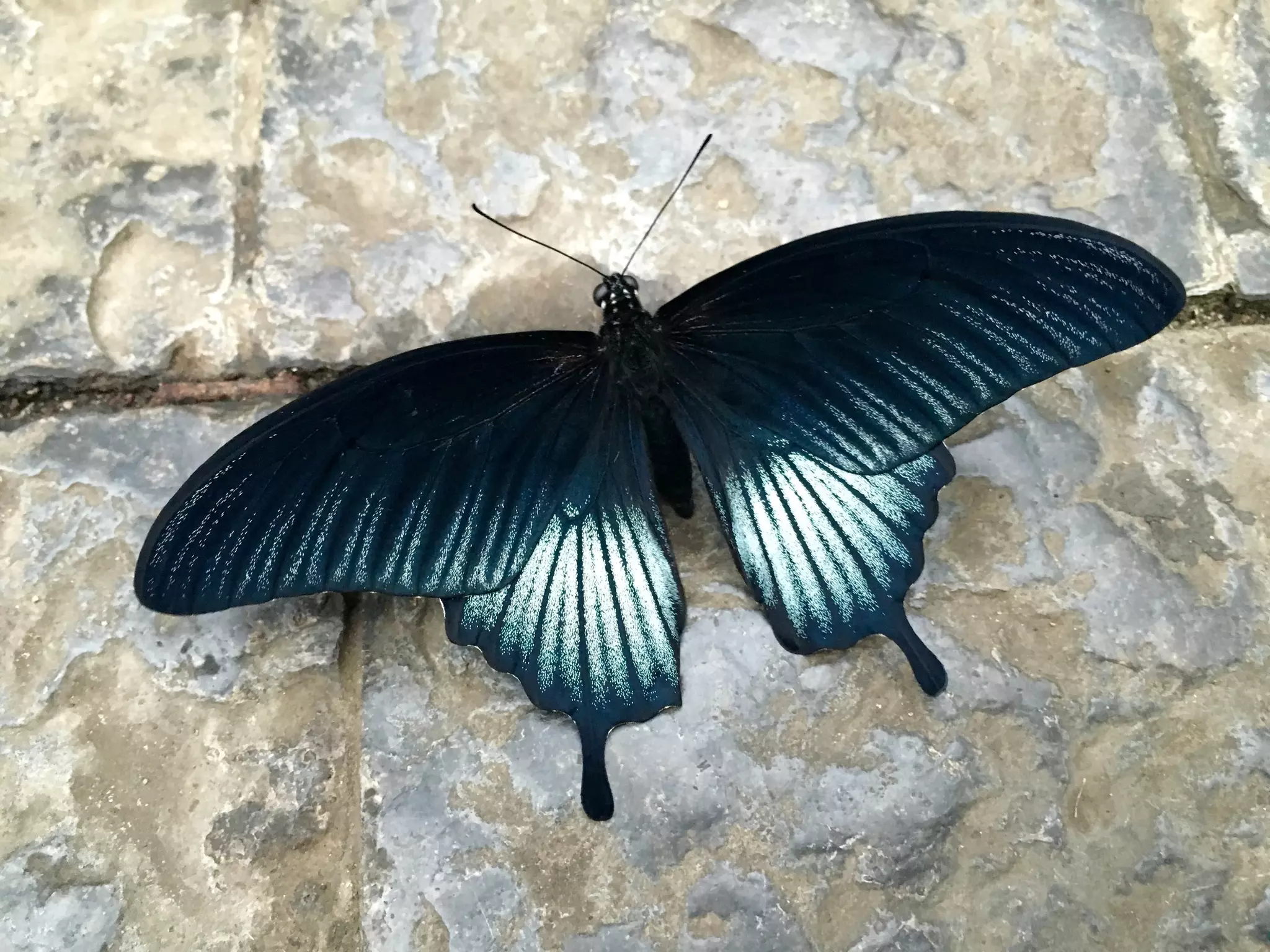 Though The Lens of an iPhone: Butterflies