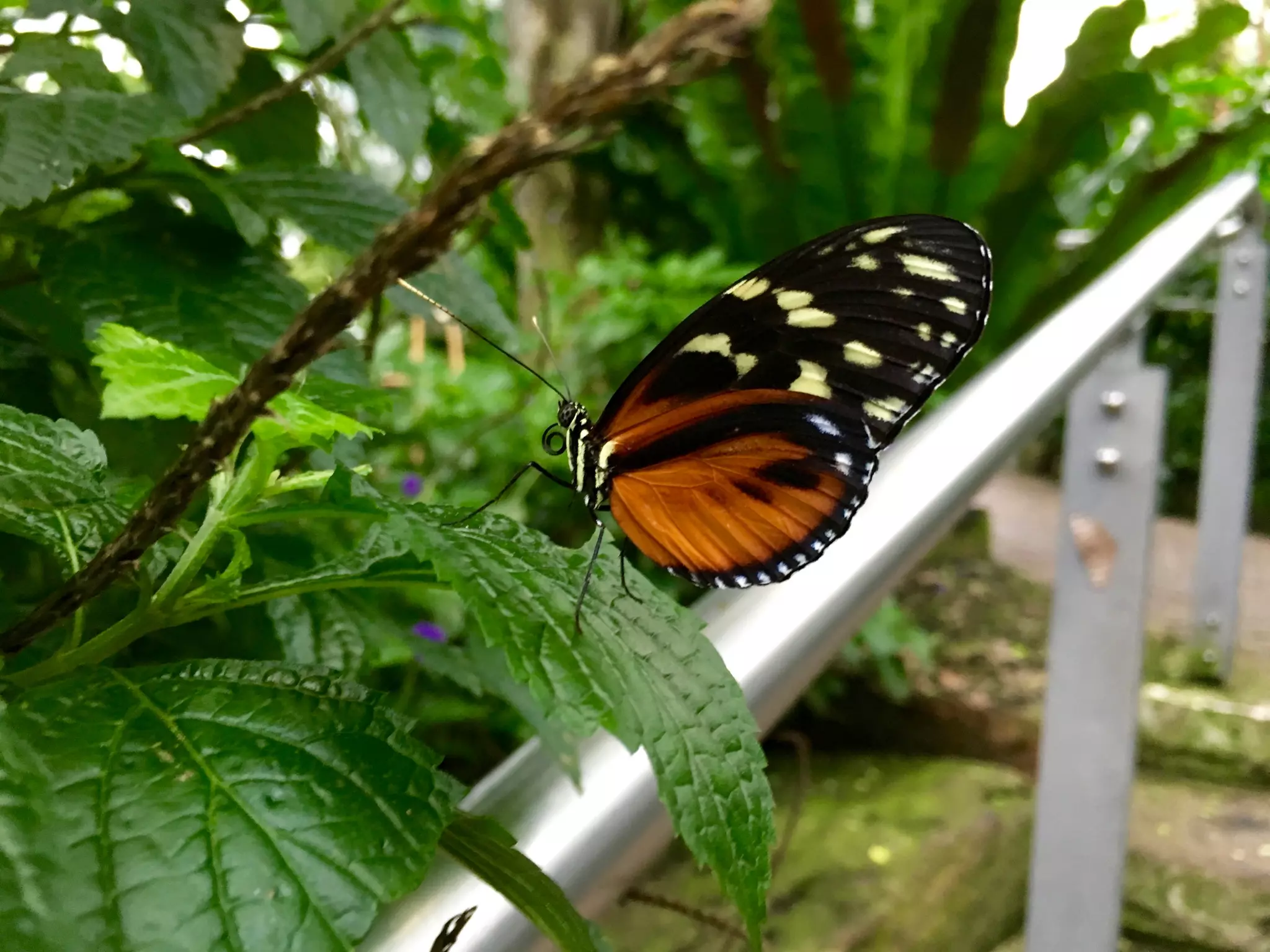 Though The Lens of an iPhone: Butterflies