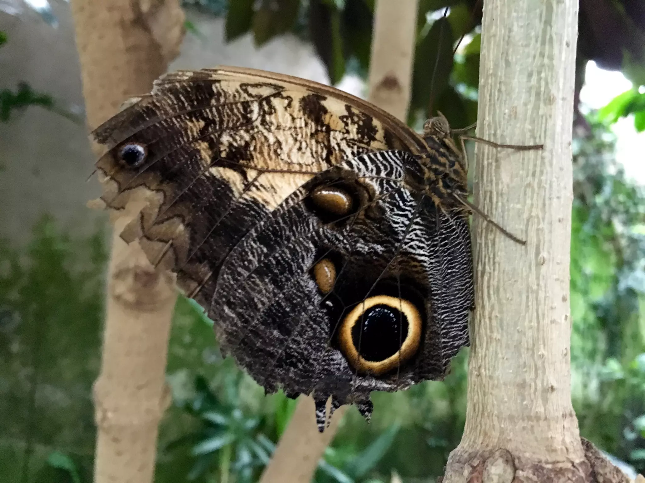 Though The Lens of an iPhone: Butterflies