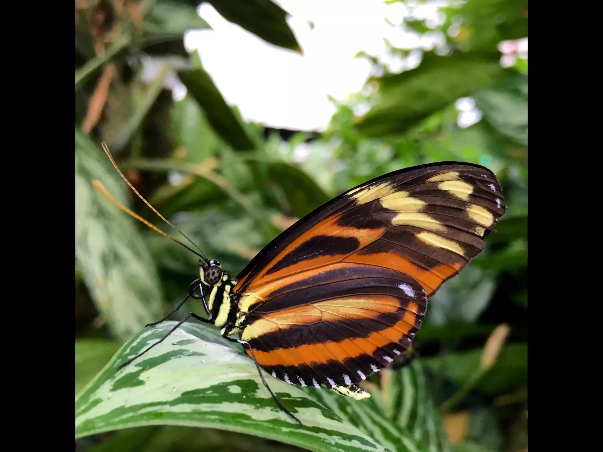 Though The Lens of an iPhone: Butterflies