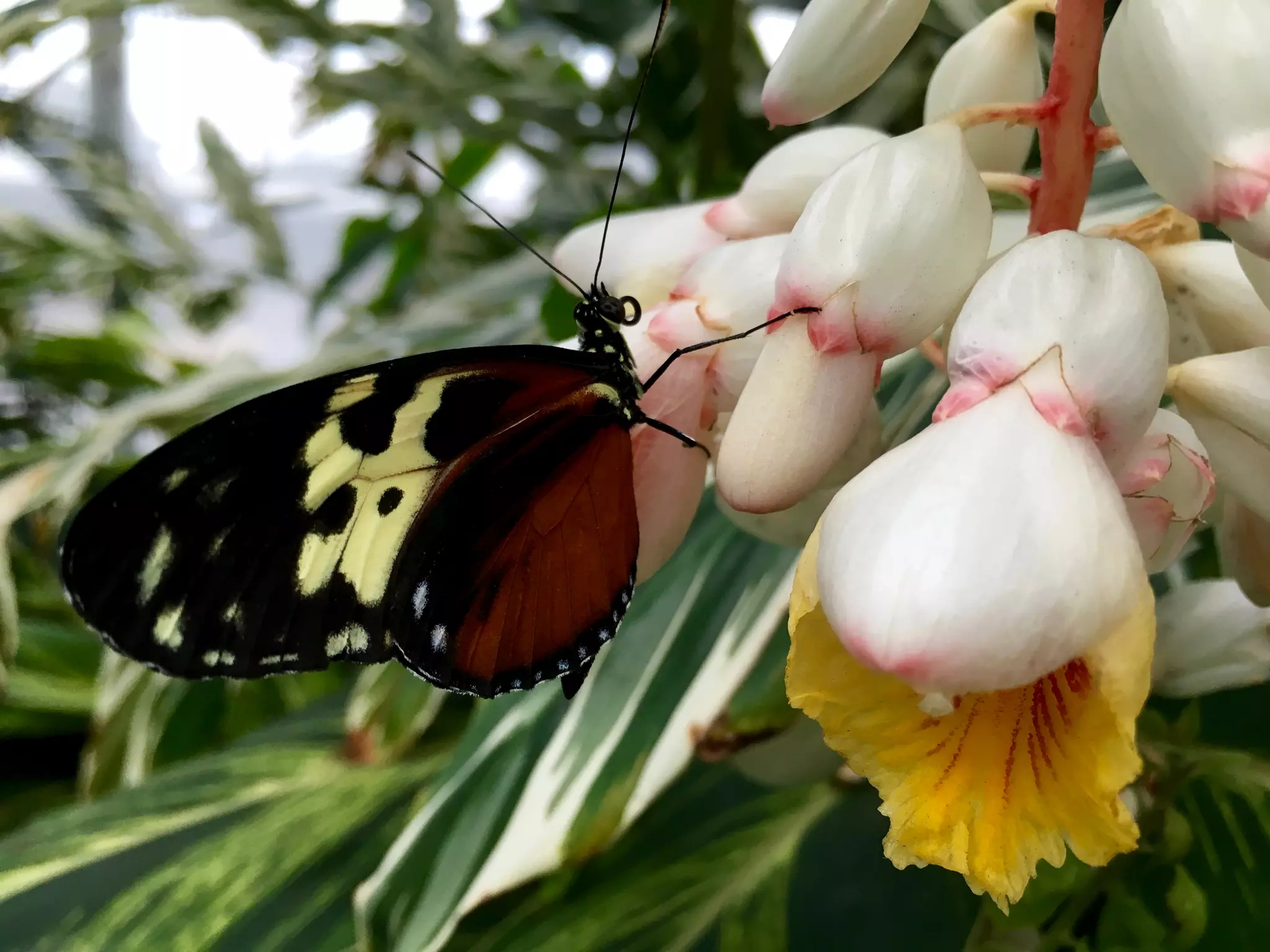 Though The Lens of an iPhone: Butterflies