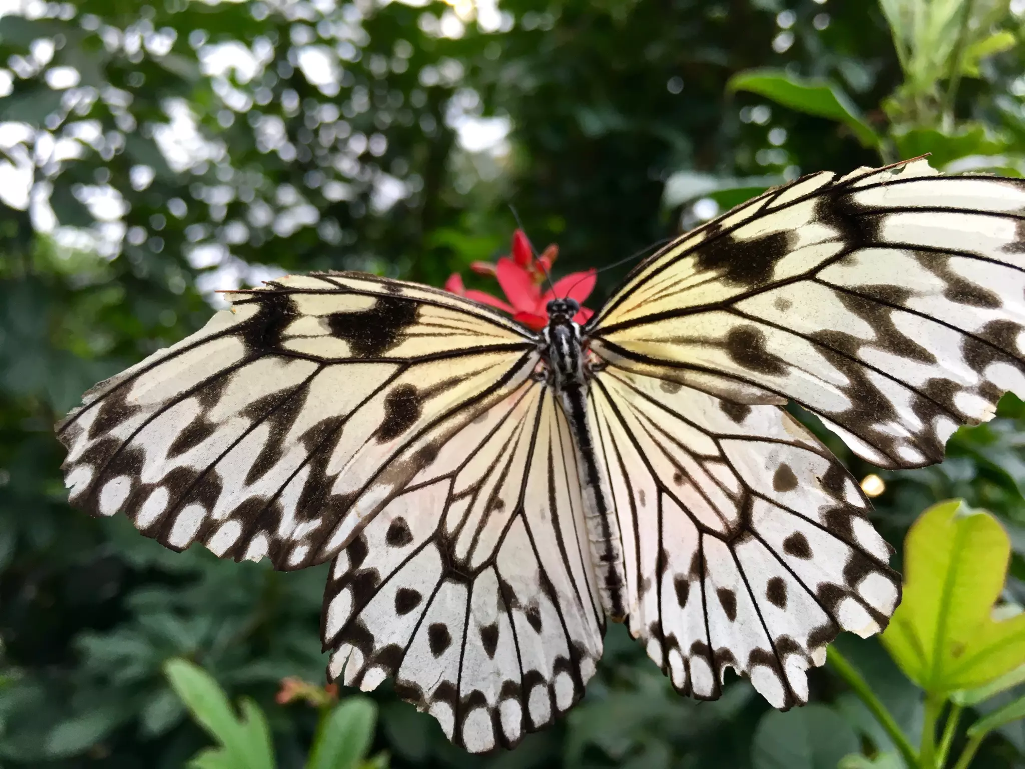 Though The Lens of an iPhone: Butterflies