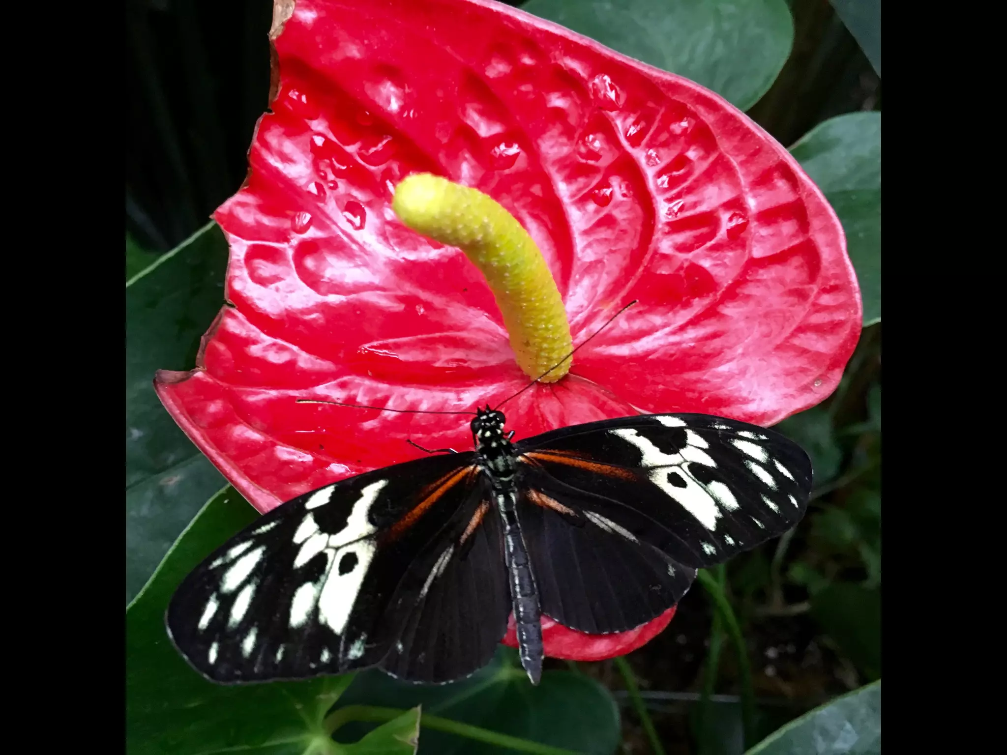 Though The Lens of an iPhone: Butterflies