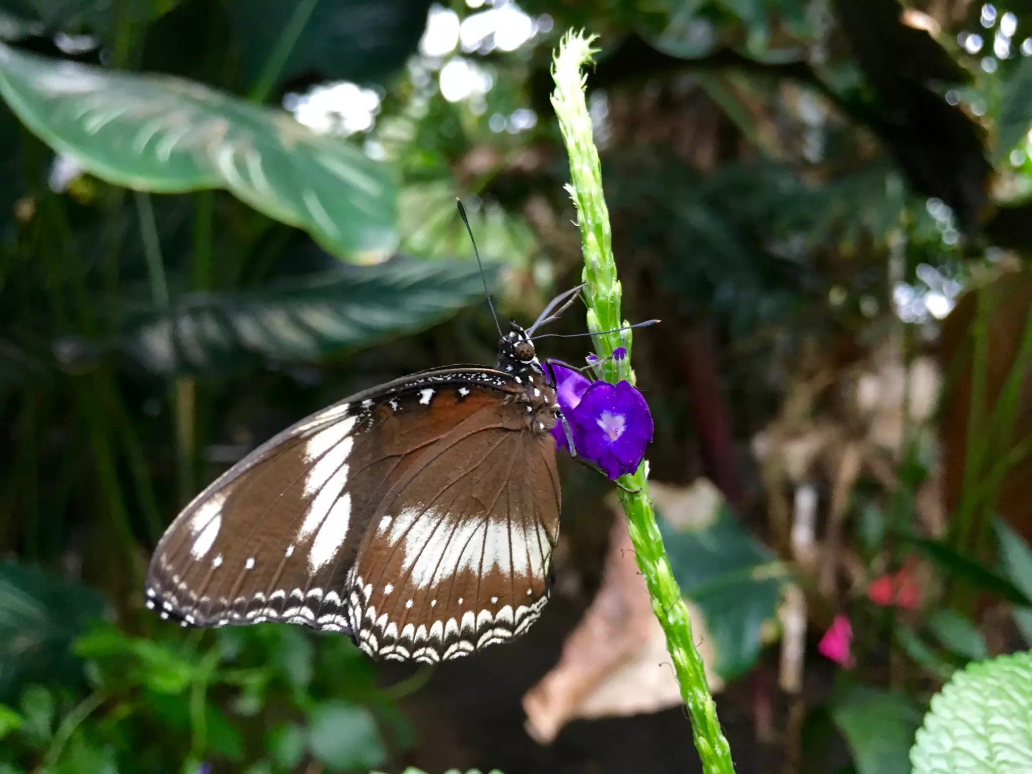 Though The Lens of an iPhone: Butterflies