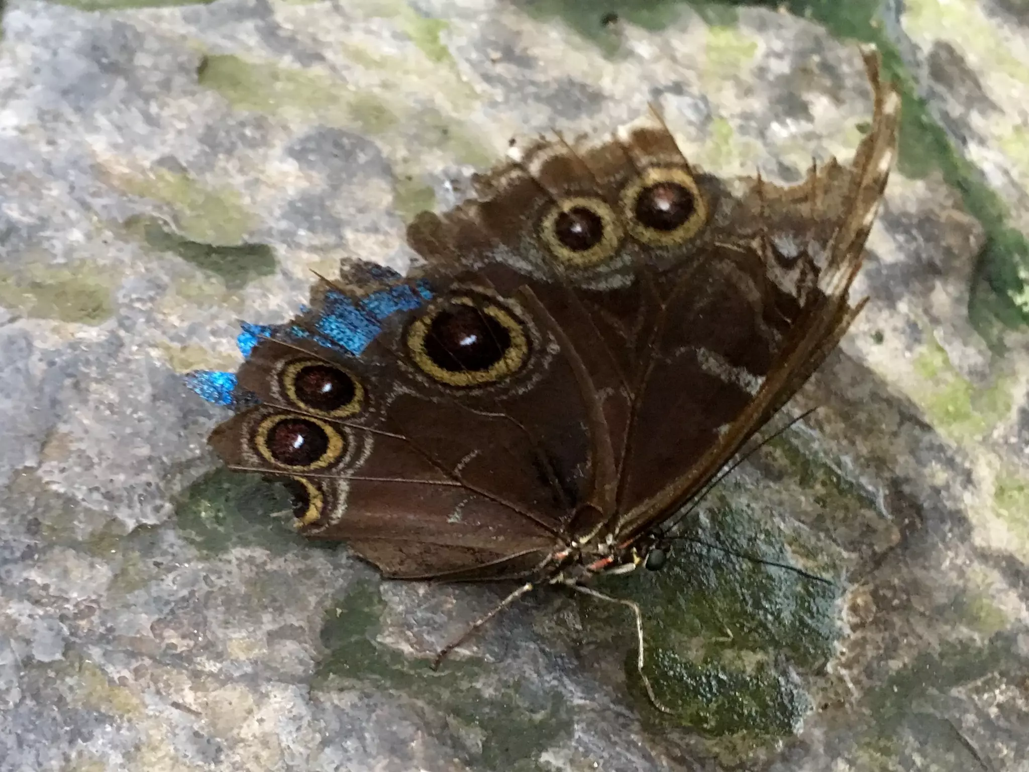 Though The Lens of an iPhone: Butterflies