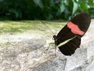 Though The Lens of an iPhone: Butterflies