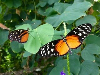 Though The Lens of an iPhone: Butterflies