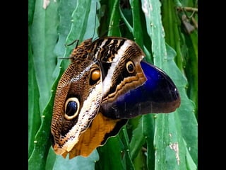 Though The Lens of an iPhone: Butterflies