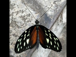 Though The Lens of an iPhone: Butterflies