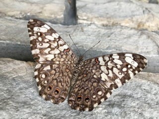 Though The Lens of an iPhone: Butterflies