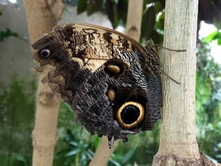 Though The Lens of an iPhone: Butterflies