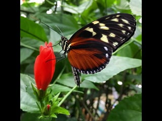 Though The Lens of an iPhone: Butterflies