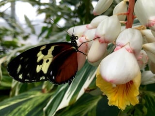 Though The Lens of an iPhone: Butterflies