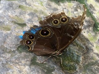 Though The Lens of an iPhone: Butterflies
