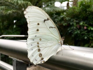 Though The Lens of an iPhone: Butterflies