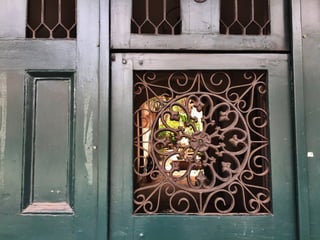 Though The Lens of an iPhone: New Orleans